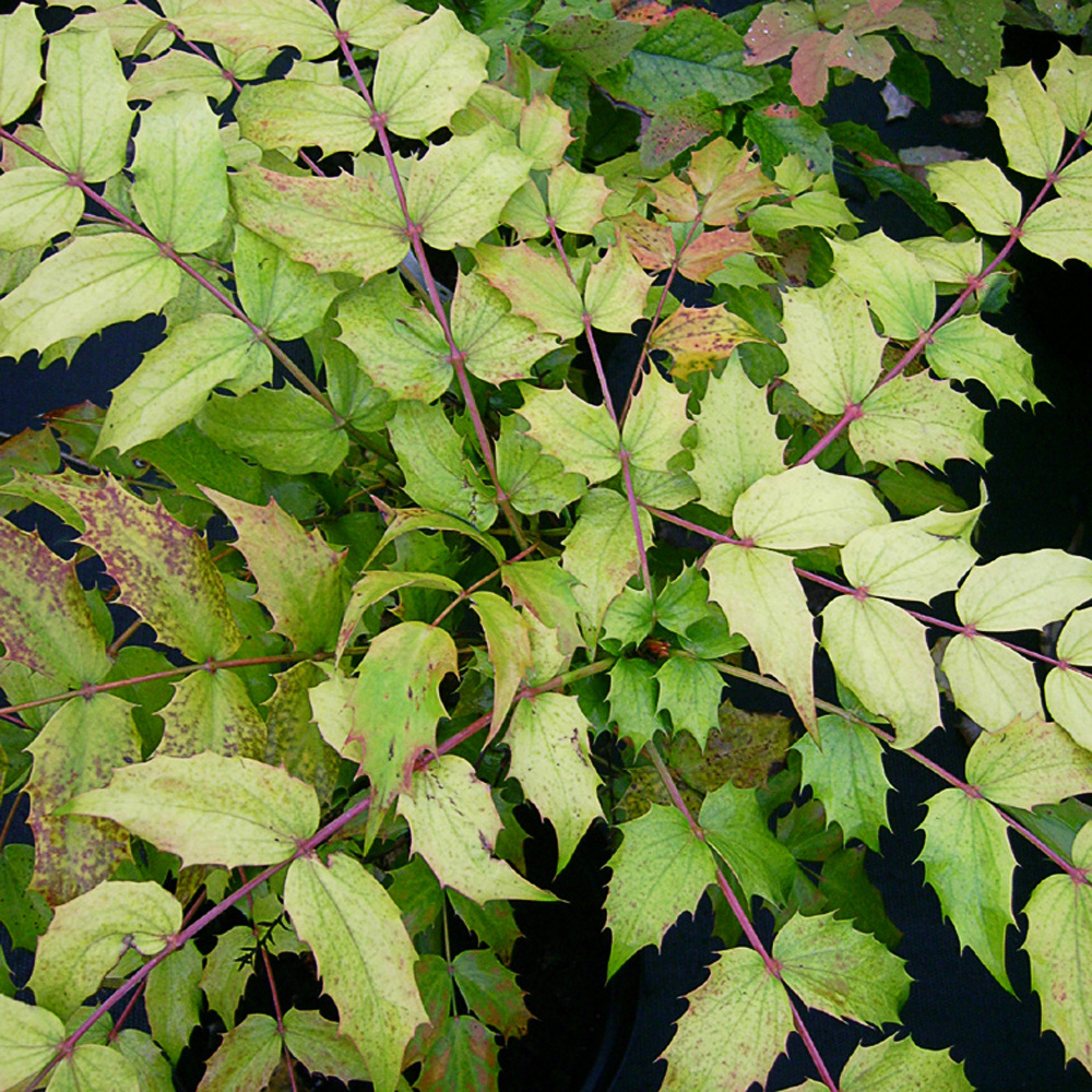Mahonia japonica 'Gold Dust'