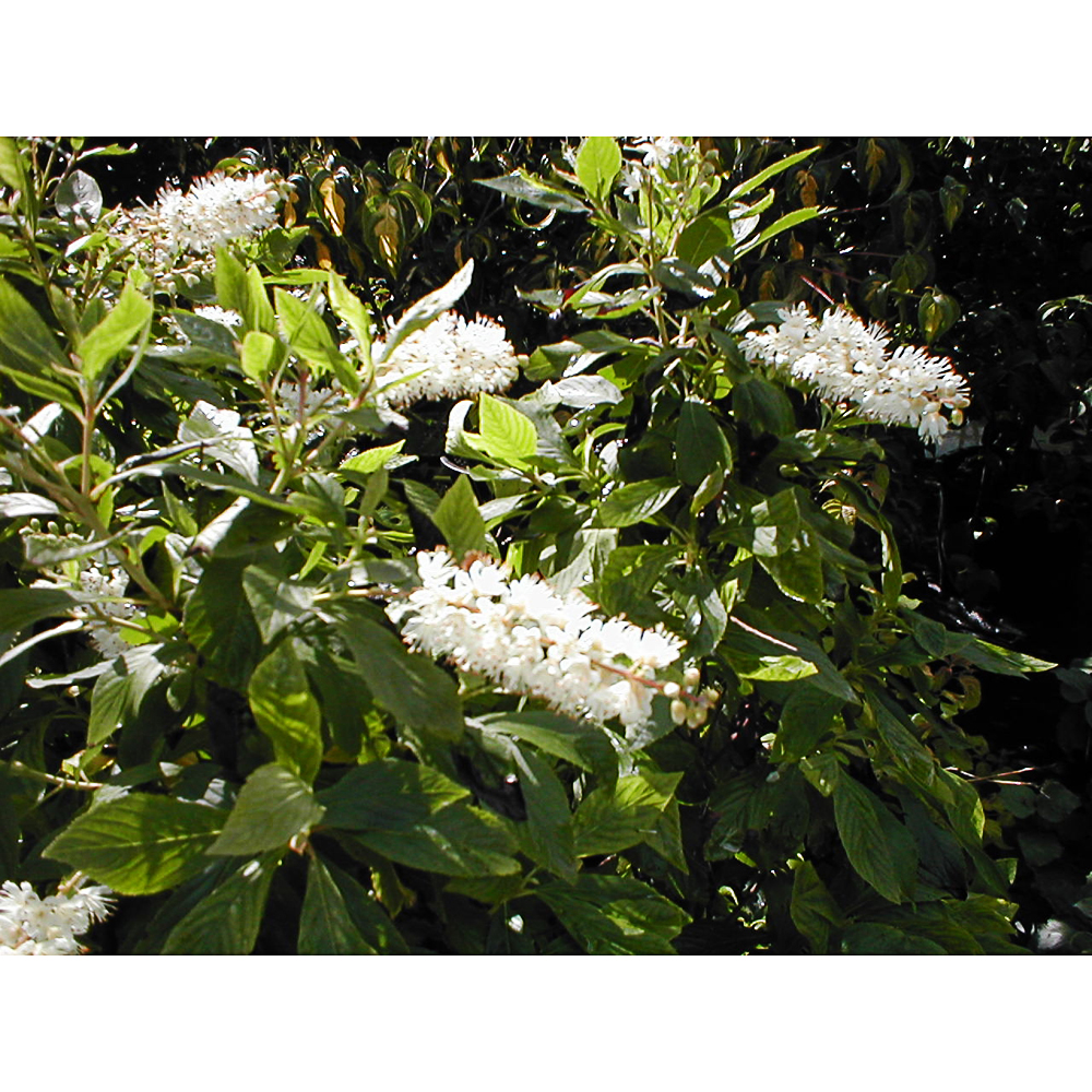 Clethra alnifolia
