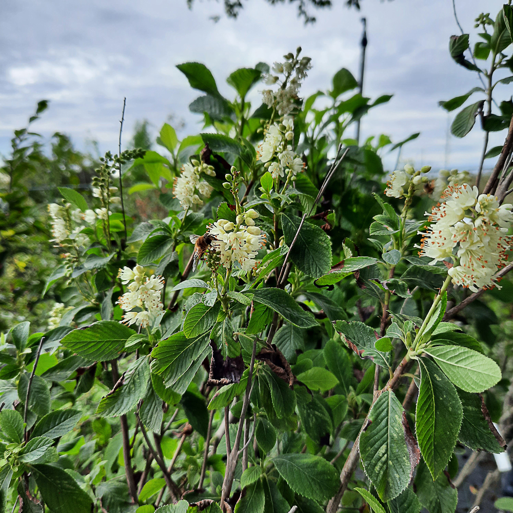 Clethra alnifolia 'September Beauty'