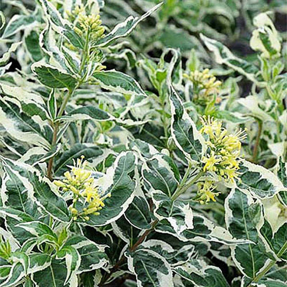 Diervilla sessilifolia 'Cool Splash'