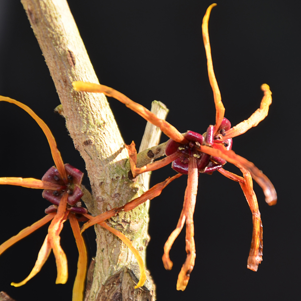 Hamamelis mollis 'Basma'