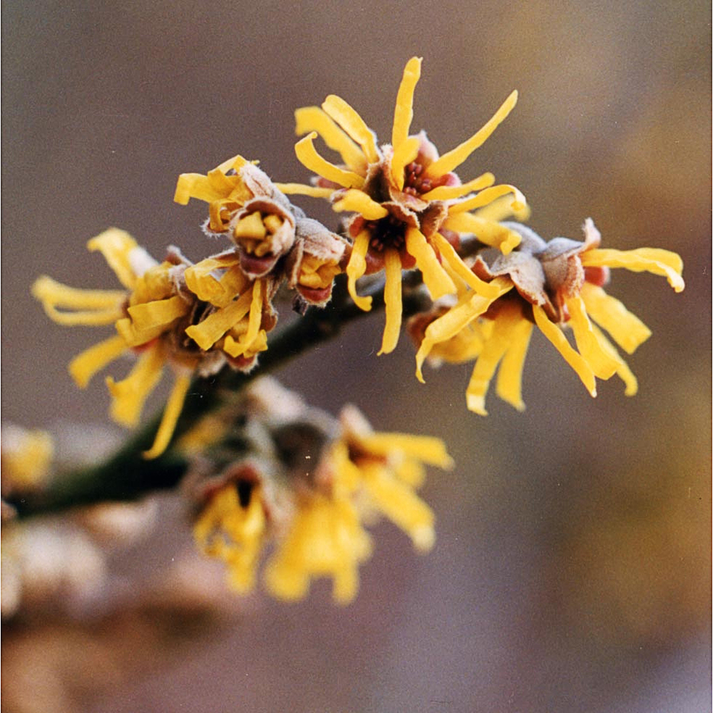 Hamamelis mollis 'James Wells'