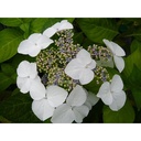 Hydrangea macr. 'Blanc Blue Vasterival'