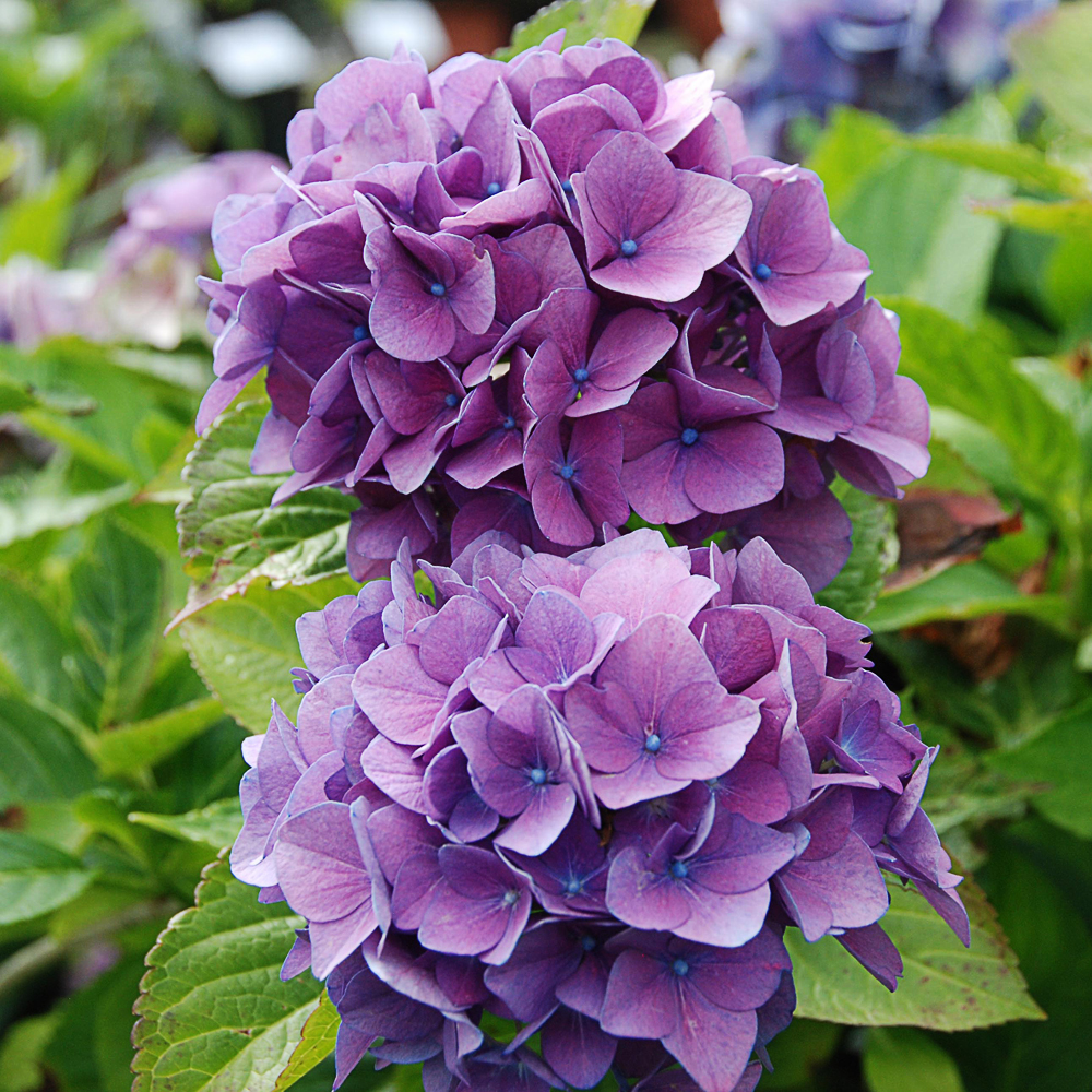 Hydrangea macr. 'Bodensee'
