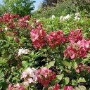 Hydrangea pan. 'Mega Mindy'