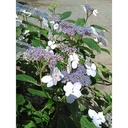 Hydrangea serrata 'Blue Bird'