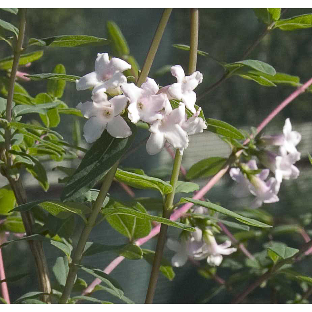 Lonicera rupicola var. syringantha