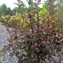 Physiocarpus opulifolius 'Little Joker'