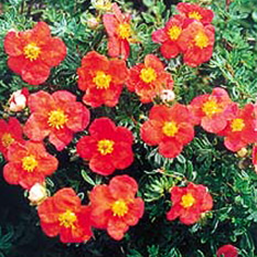 Potentilla frut. 'Red Ace'