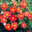 Potentilla frut. 'Red Ace'