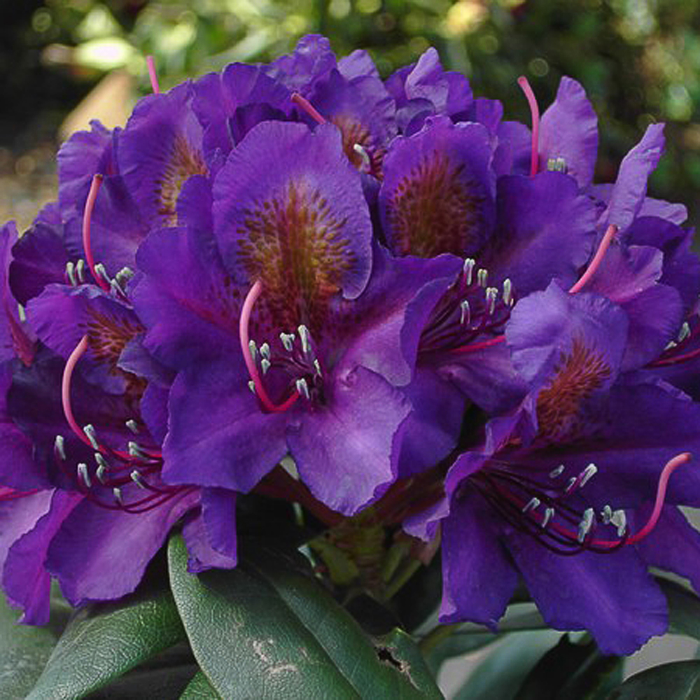 Rhododendron  'Marcel Menard'