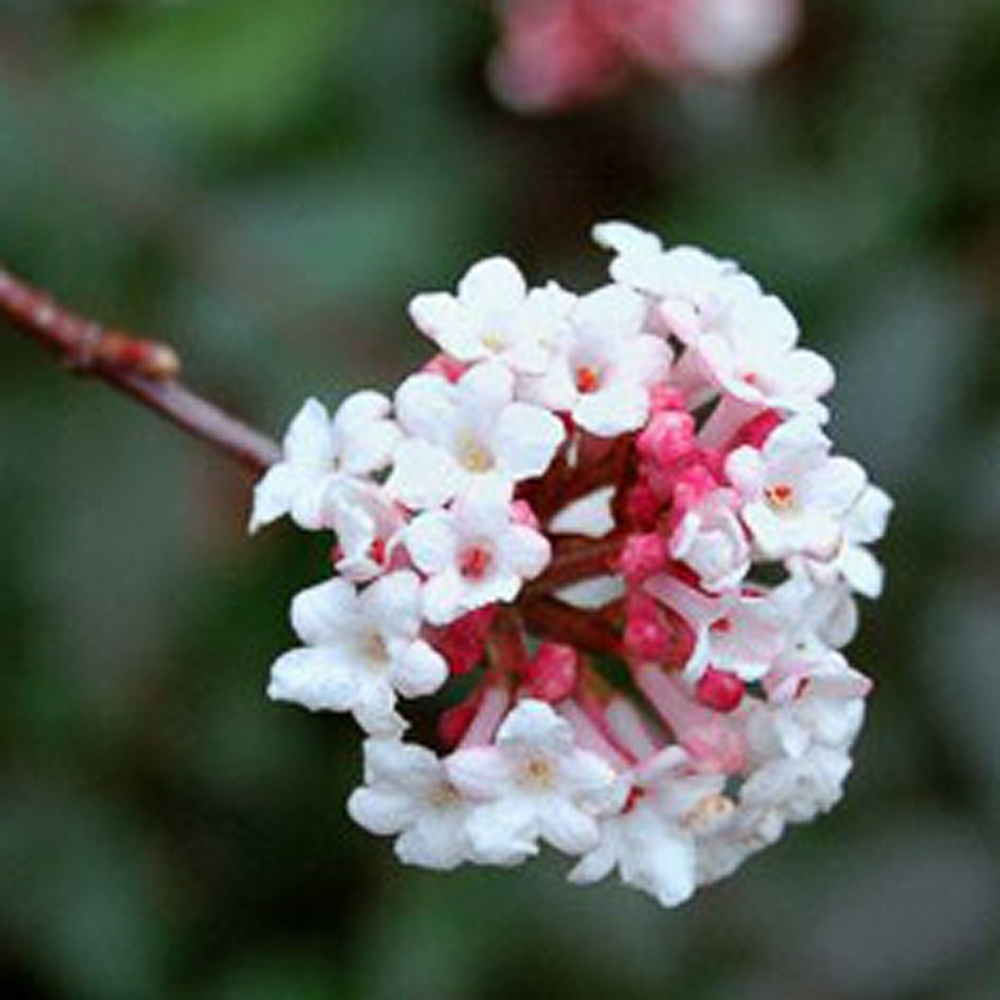 Viburnum farreri