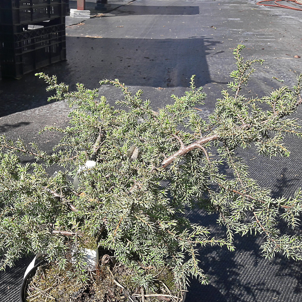 Juniperus communis 'Barton'