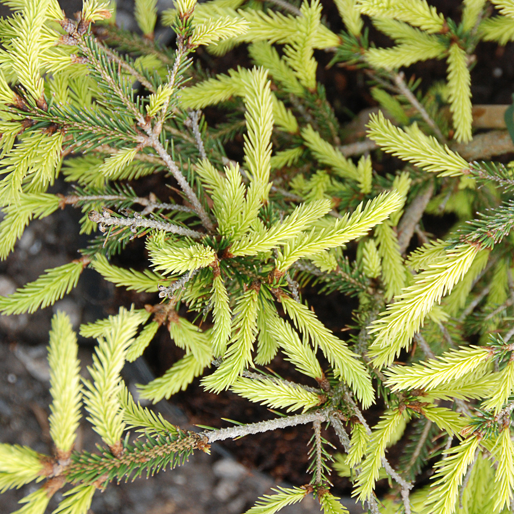 Picea abies 'Argenteospicata'