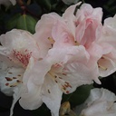Rhododendron 'Gartendirektor Rieger'