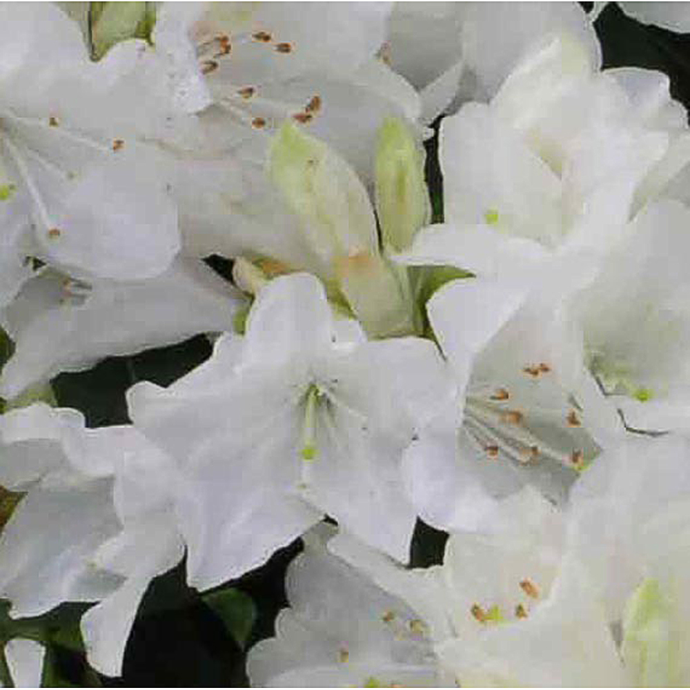 Rhododendron 'Dora Amateis'