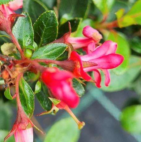 Escallonia 'Donars Radiance'