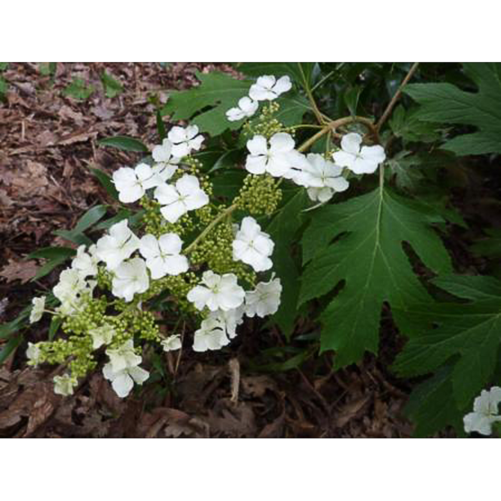 Hydrangea quercifolia 'Ice Cristal'