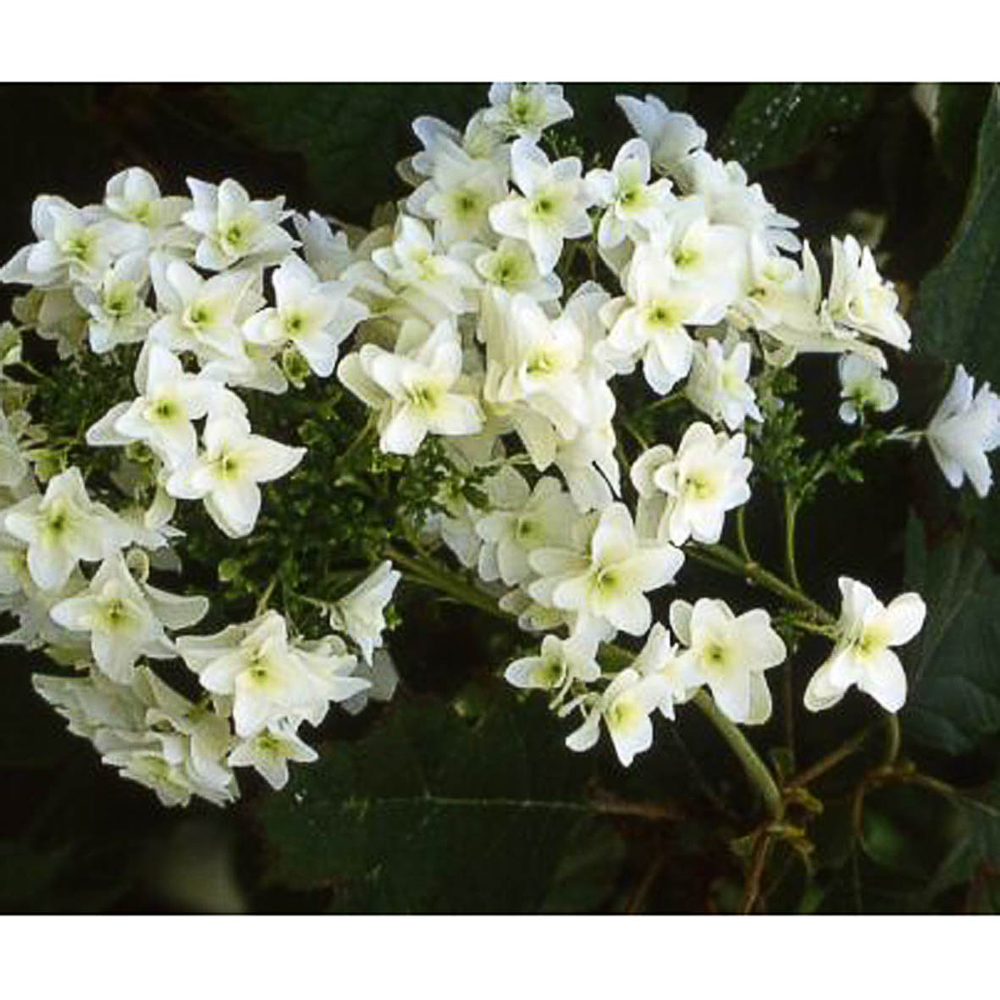 Hydrangea quercifolia 'Snowflake'