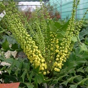 Mahonia media 'Winter Sun'