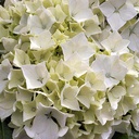 Hydrangea macr. 'Mme E Mouillère'
