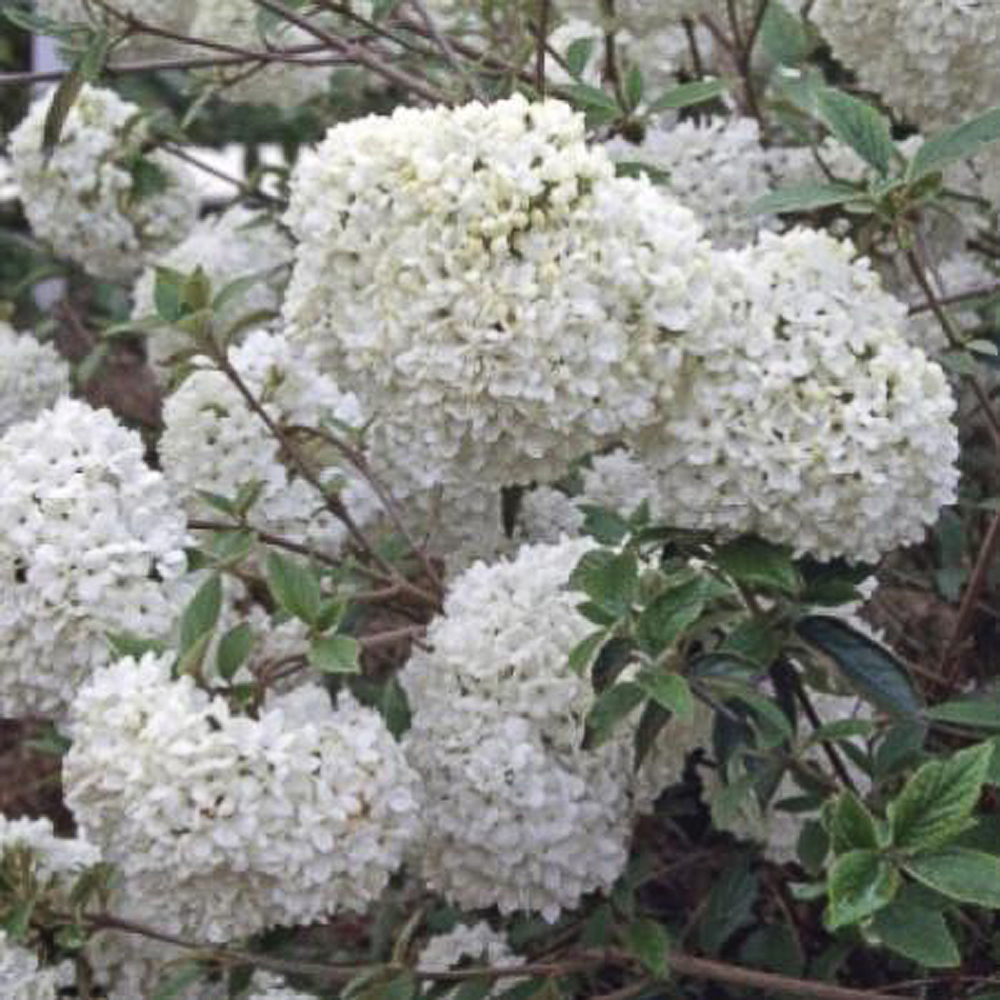 Viburnum 'Eskimo'  (Cayuga x Utile)