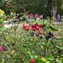 Viburnum 'Conoy'   (b.Park F. x utile)