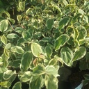 Cornus kousa 'Shira Yuki'