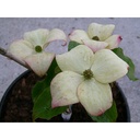 Cornus kousa 'Rosea'