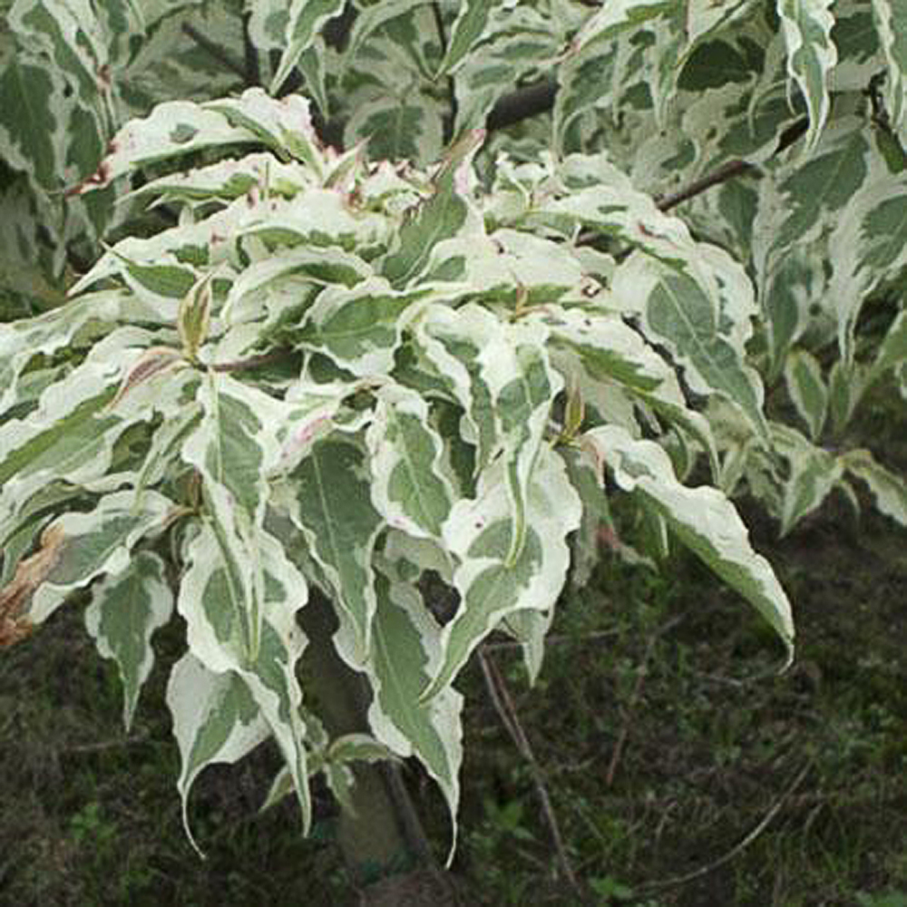 Cornus kousa 'Summer Fun'