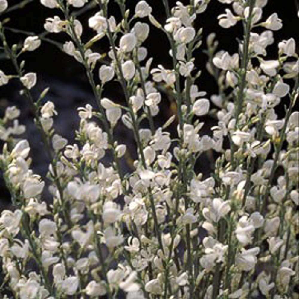 Cytisus praecox 'Albus'
