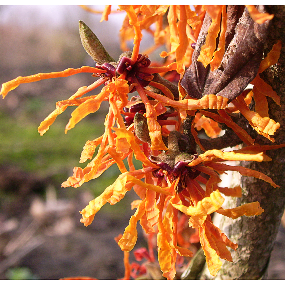 Hamamelis x int. 'Aphrodite'