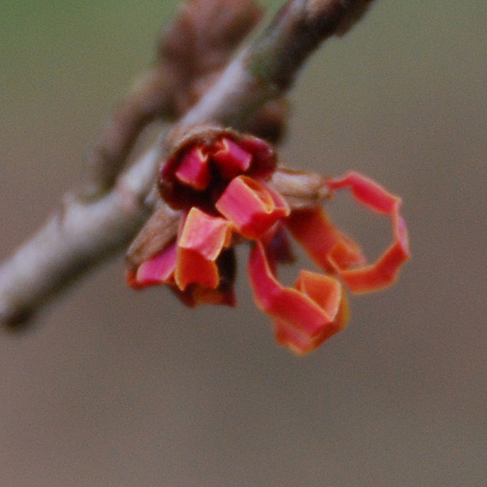 Hamamelis x int. 'Arnhem'