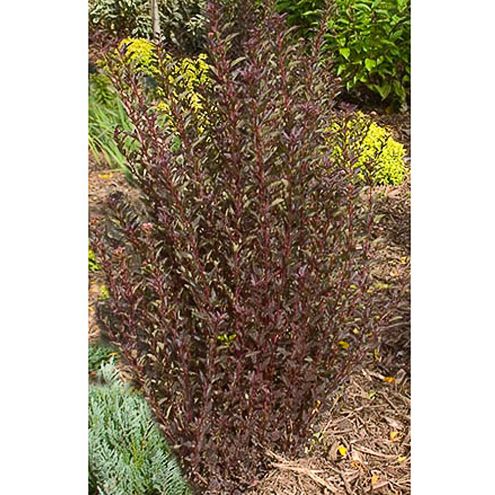 Physocarpus opulifolius 'Little Devil' ®