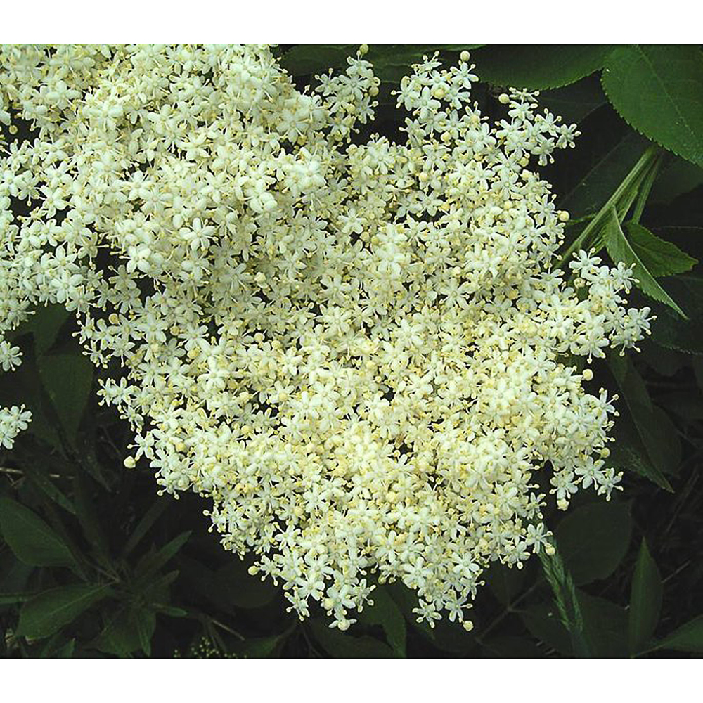 Sambucus nigra 'Golden Tower'