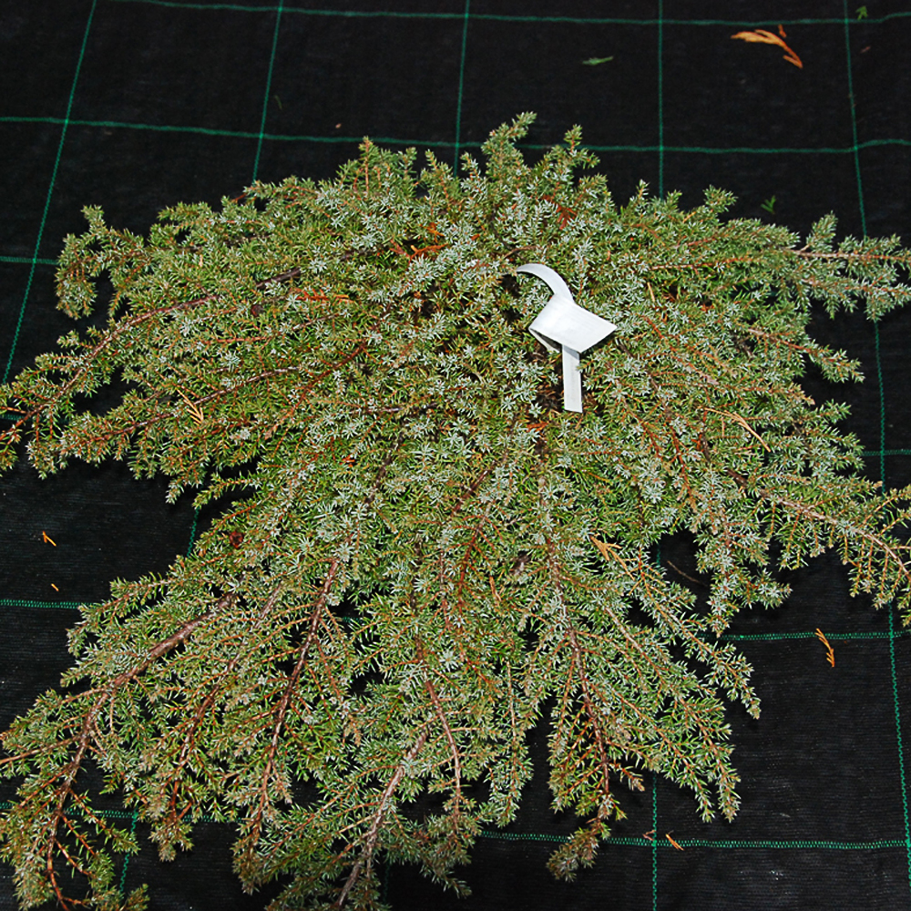 Juniperus communis 'Green Carpet'