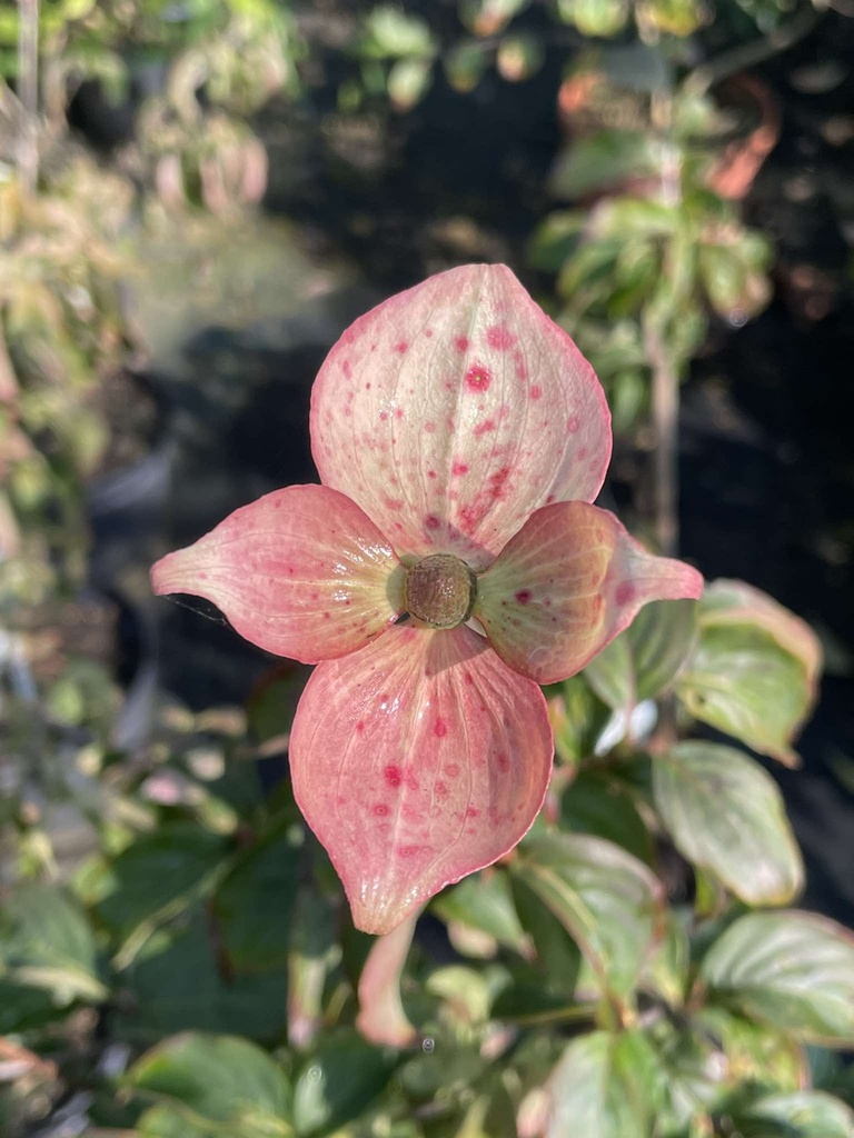 Cornus kousa 'Kea'