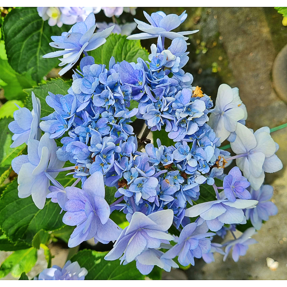 Hydrangea macr. 'You & Me Forever'
