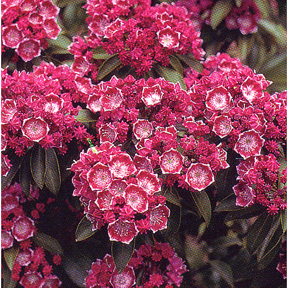 Kalmia latifolia 'Kaleidoscope'