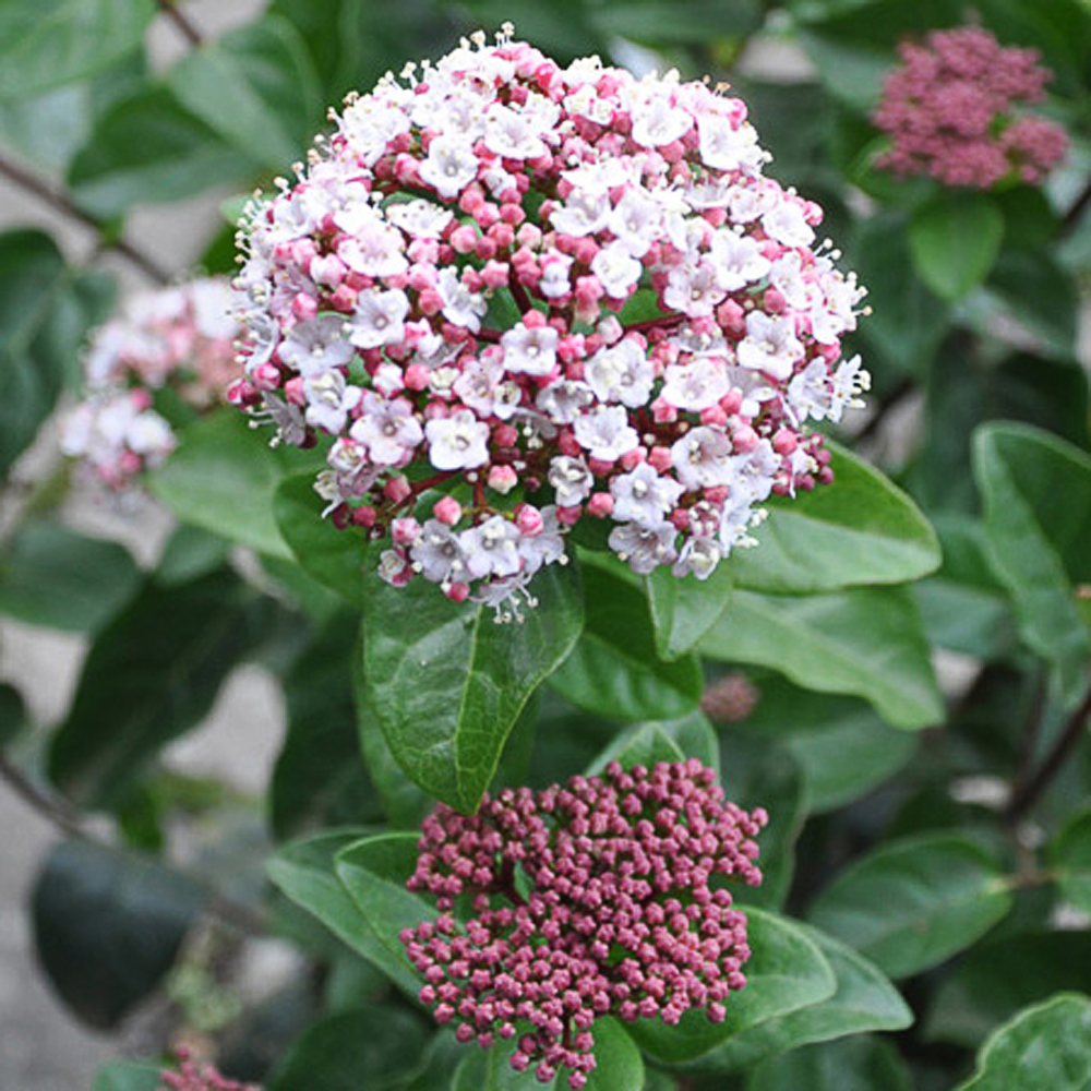 Viburnum tinus 'Lisarose'