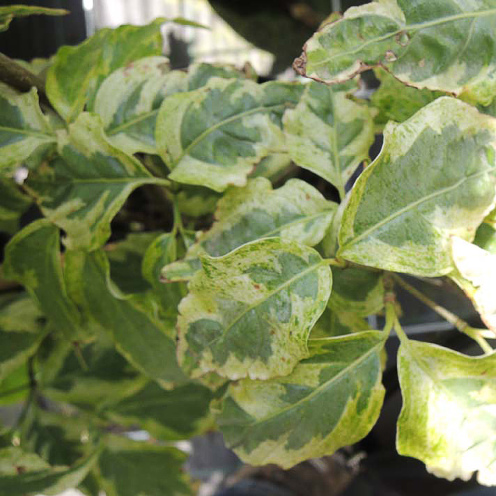 Cornus kousa 'Willy Boy'