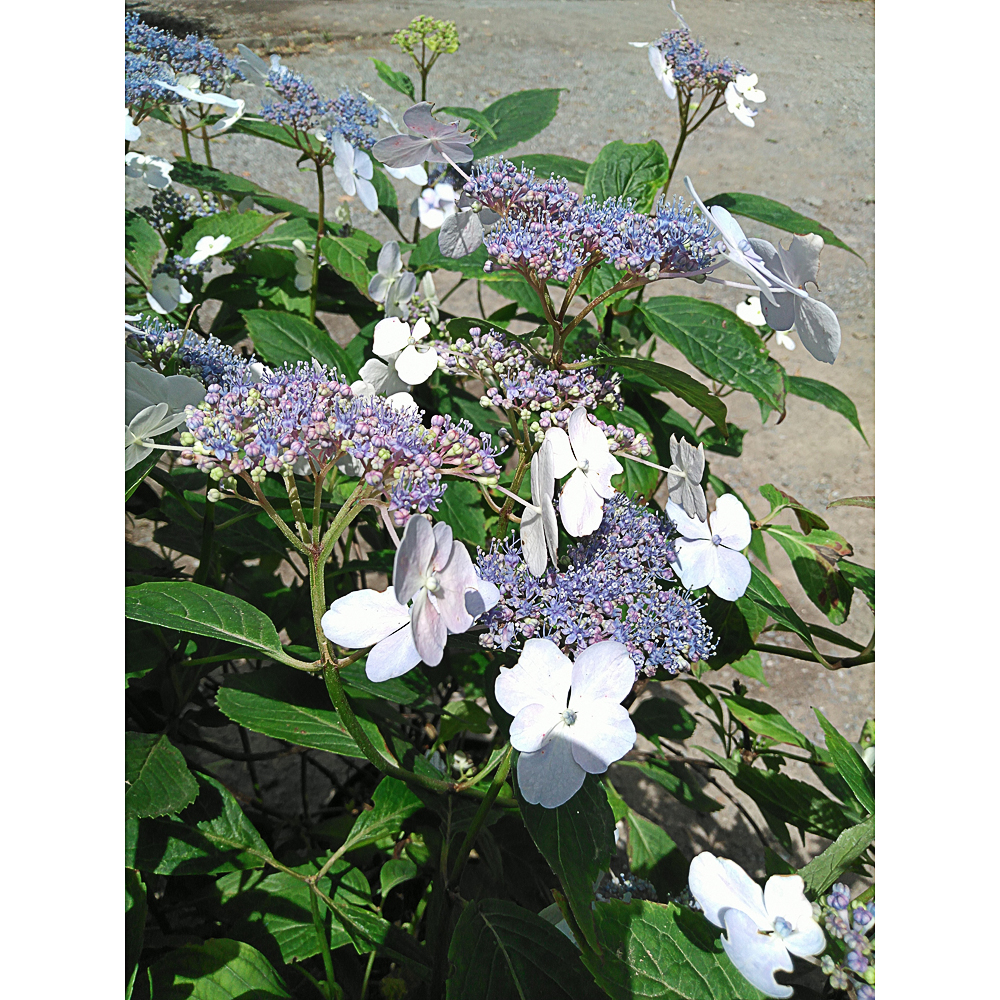 Hydrangea serrata 'Blue Bird'