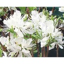 Rhododendron 'Catawbiense Album'