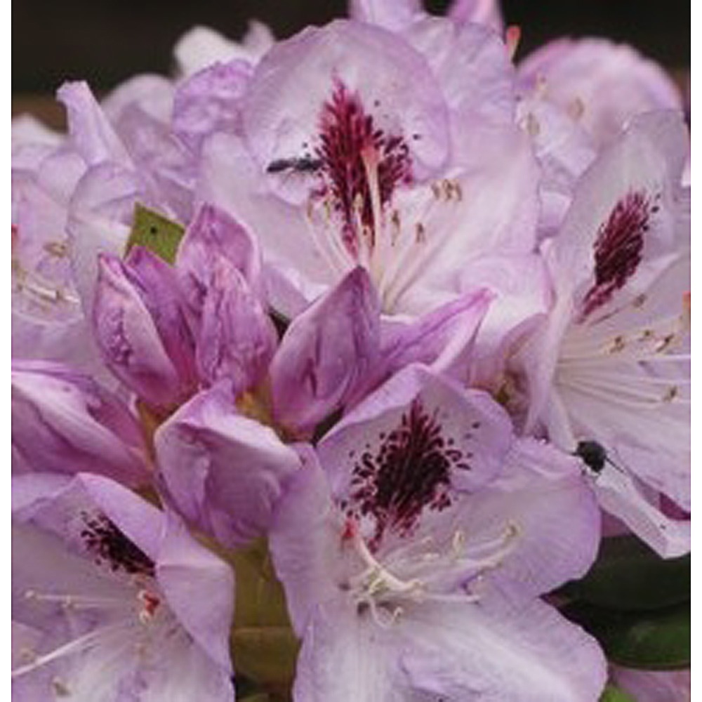 Rhododendron 'Blue Jay'