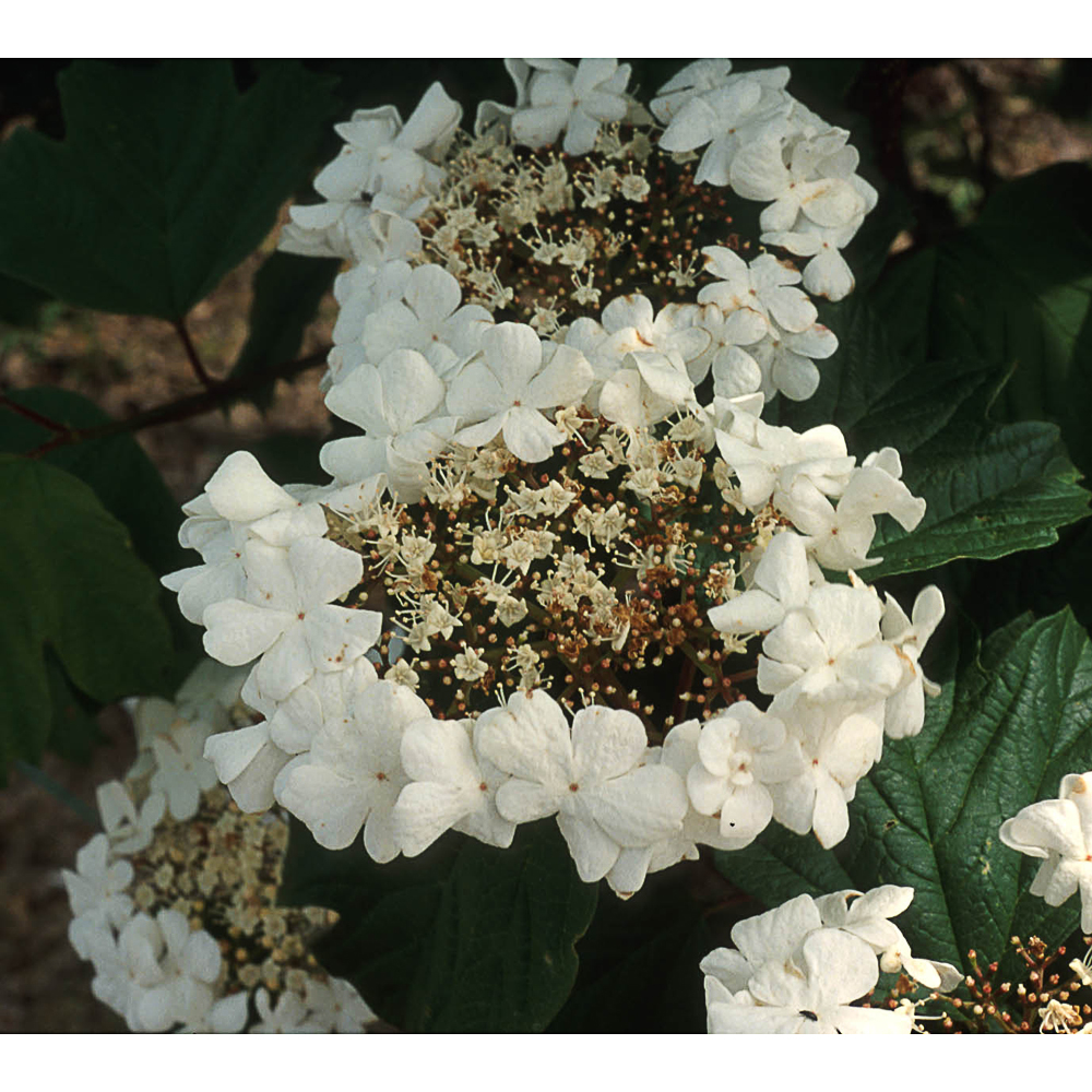 Viburnum opulus 'Compactum'