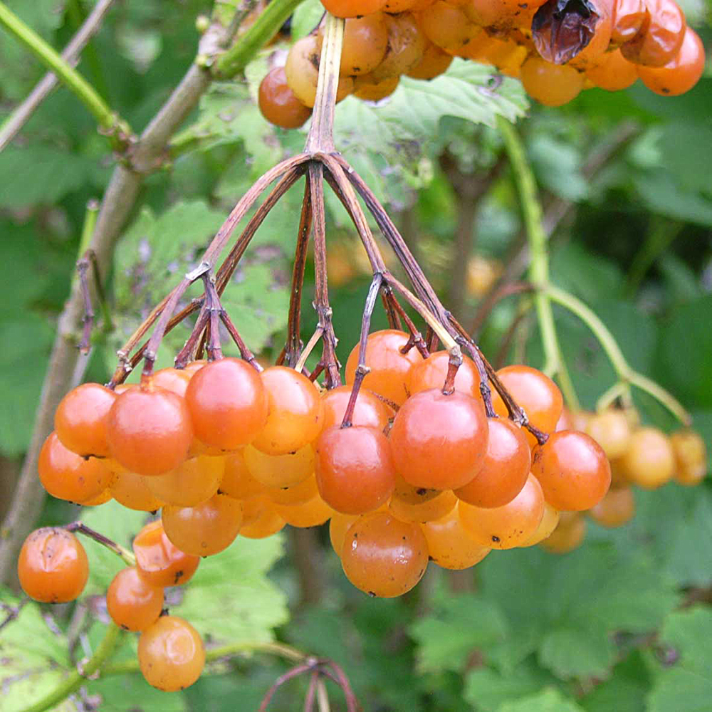 Viburnum opulus 'Xanthocarpum'