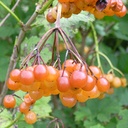 Viburnum opulus 'Xanthocarpum'