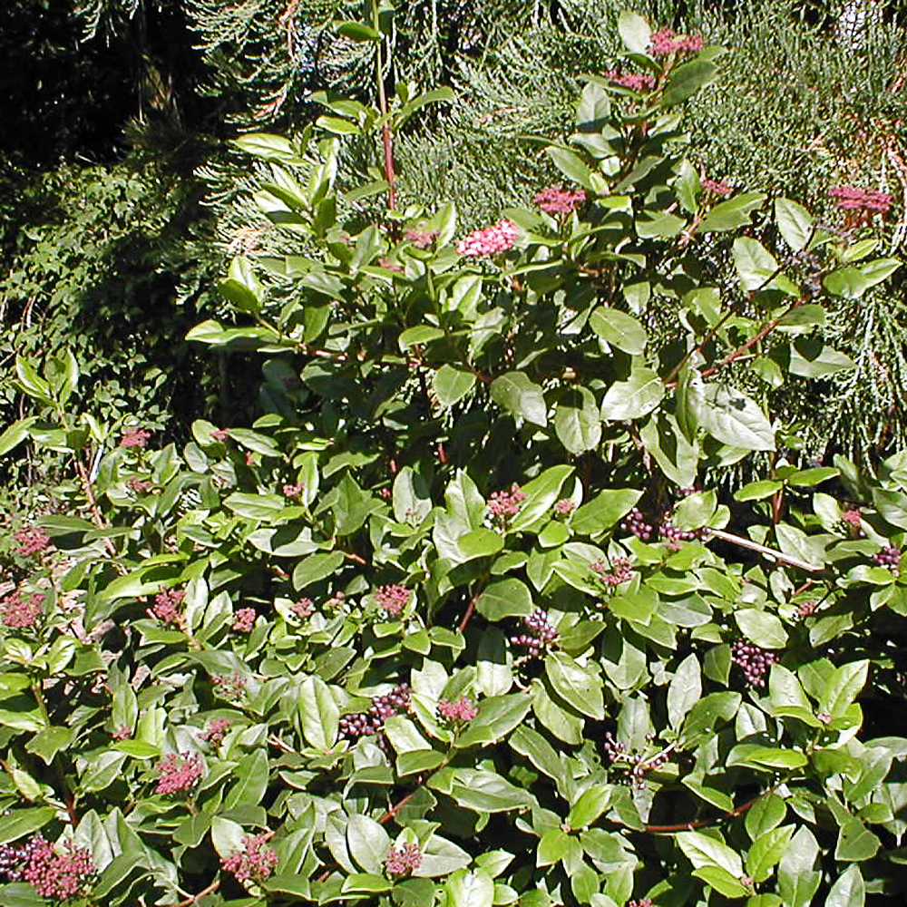 Viburnum tinus 'Gwenlian'