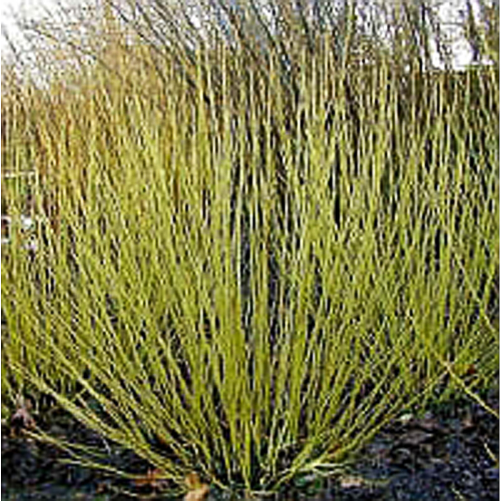 Cornus stolonifera 'Flaviramea'
