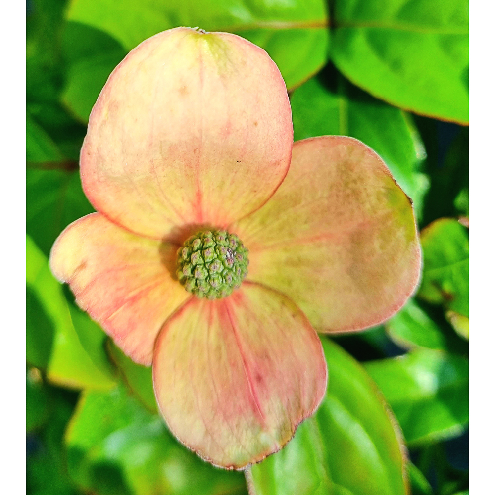 Cornus x 'Blooming Pink Tetra'